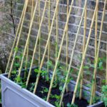 Come coltivare i fagioli in balcone