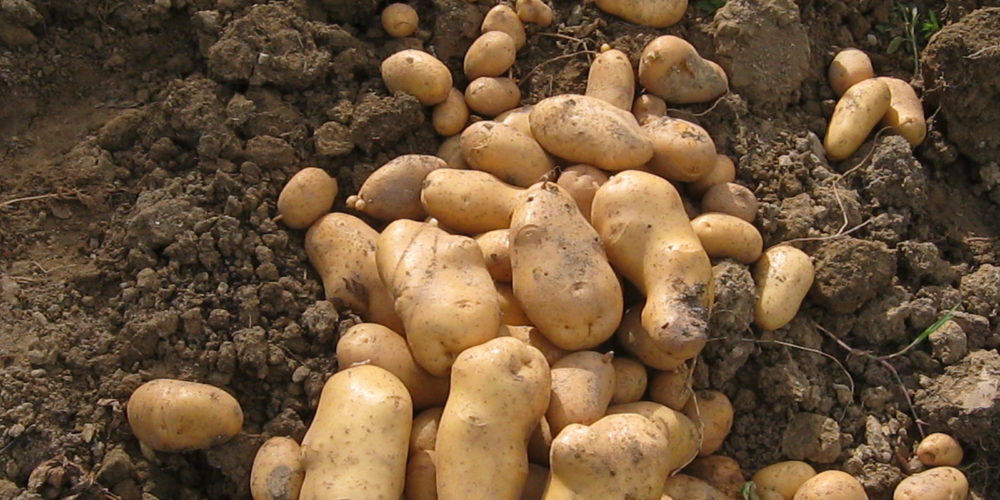 Orto in balcone: coltivare le patate