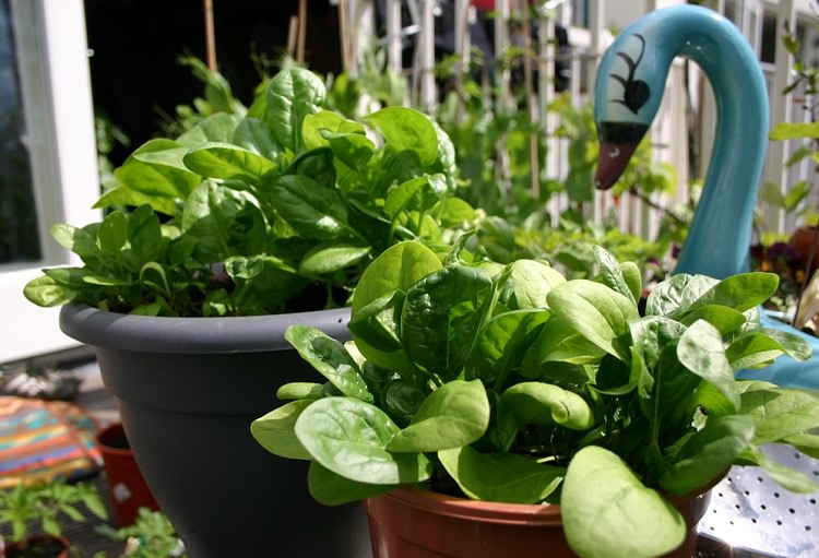 Coltivare gli spinaci in casa