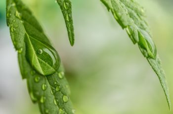 Cannabis Terapeutica - Efficacia nella cura delle patologie