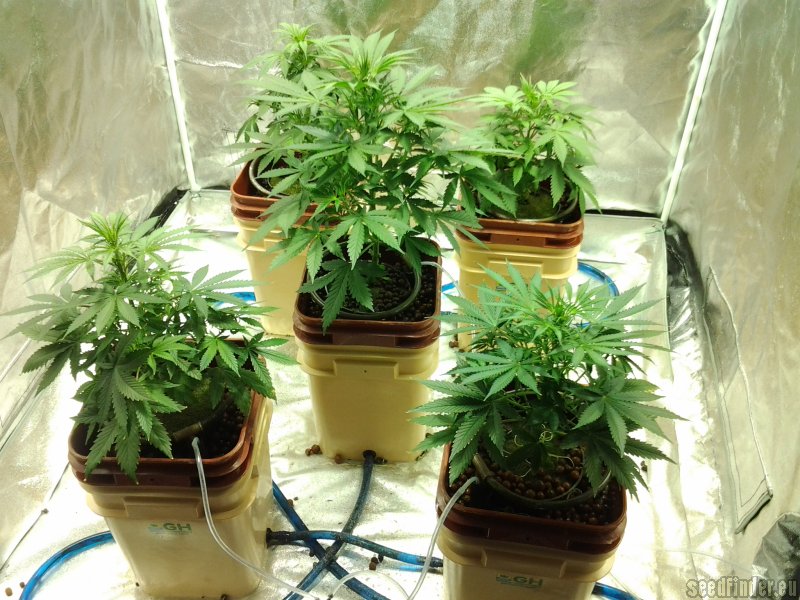 Che Cosa Sono I Semi Di Cannabis Autofiorenti? - Come coltivare marijuana