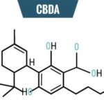 CBDA-Displays-Anti-inflammatory-And-Analgesic-Effects