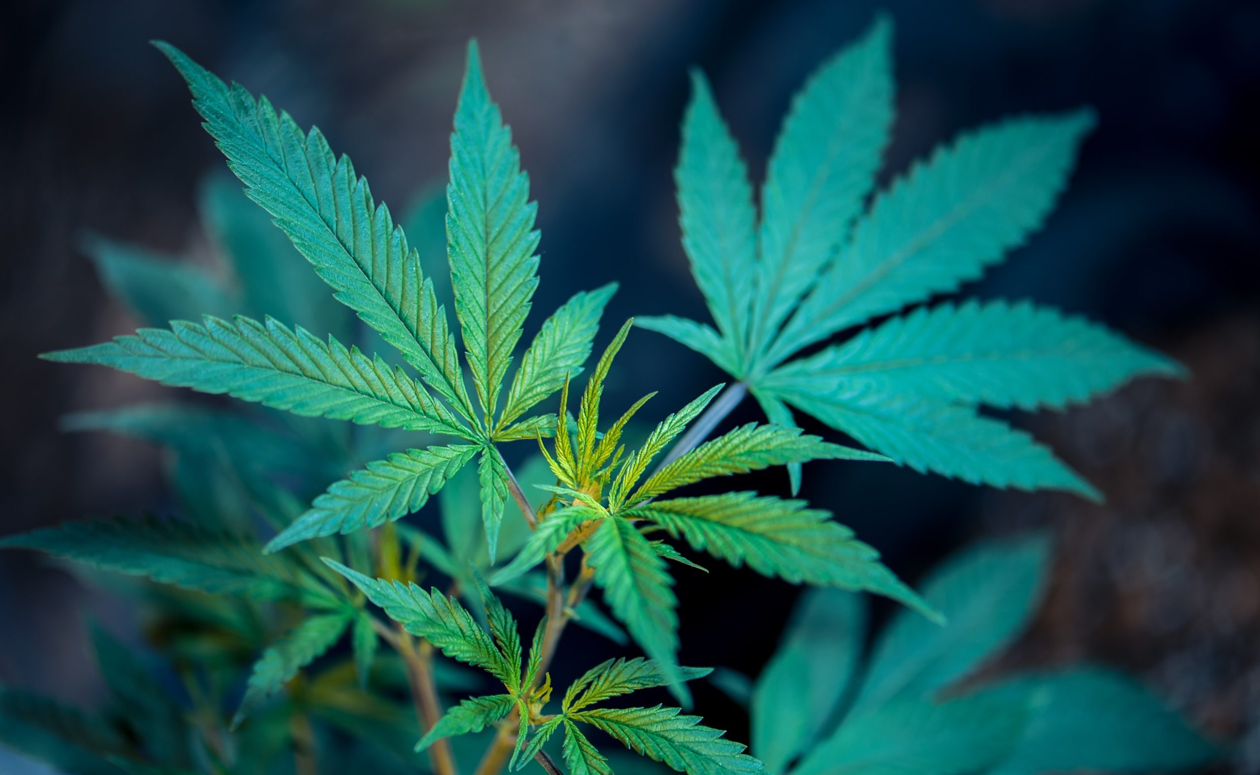 USA, camera approva la legge per la legalizzazione della marijuana