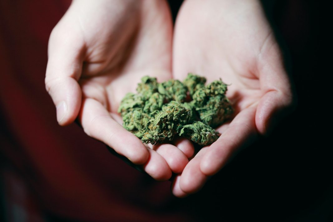 Niente Amsterdam nell’esperimento olandese sulla cannabis