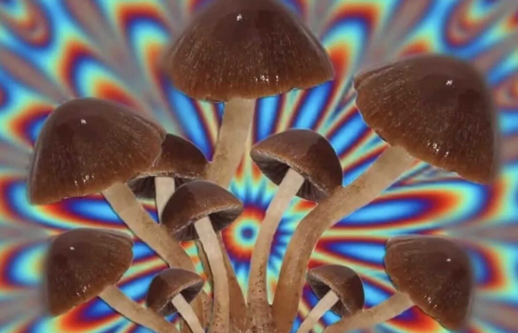 Psilocibina funghi allucinogeni effetti