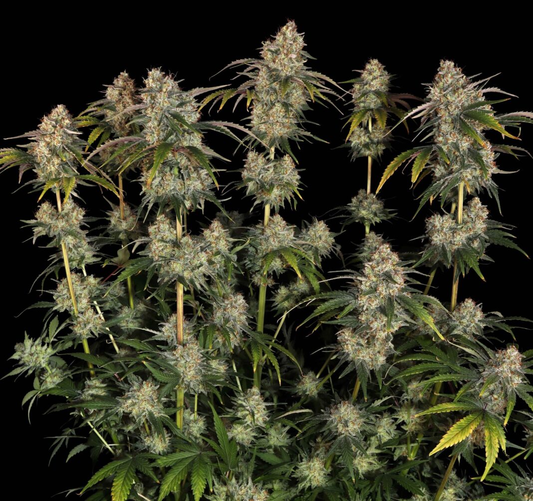 Sour Strawberry - Barney's Farm