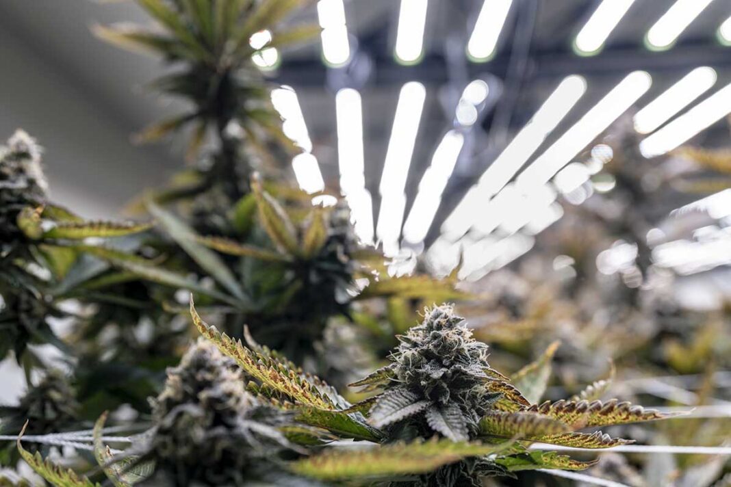 Cannabis Germania